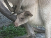 australia 2008, part 2 306 small.jpg