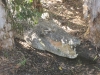 australia 2008, part 2 342 small.jpg