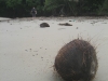 australia 2008, part 2 384 small.jpg