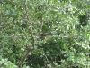 australia 2008, part 2 418 small.jpg