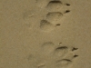 australia 2008, part 2 079 small.jpg