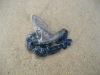 australia 2008, part 2 086 small.jpg