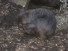 australia 2008, part 1 628 small.jpg