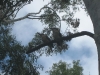 australia 2008, part 2 213 small.jpg
